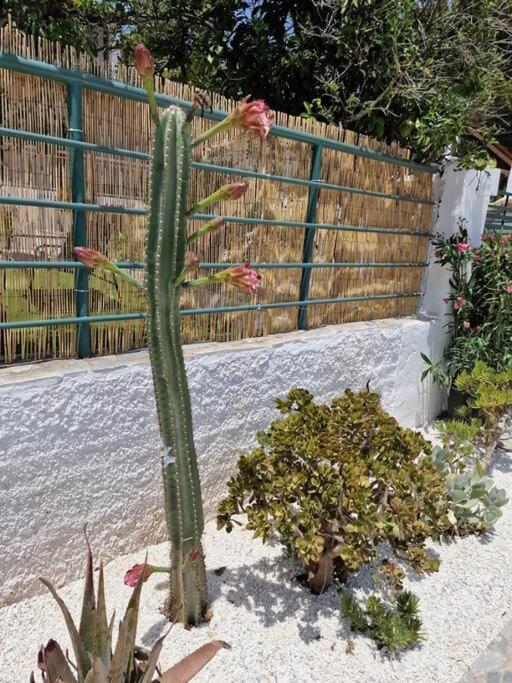 ראפינה Elmy Houses V4 / Thalia מראה חיצוני תמונה